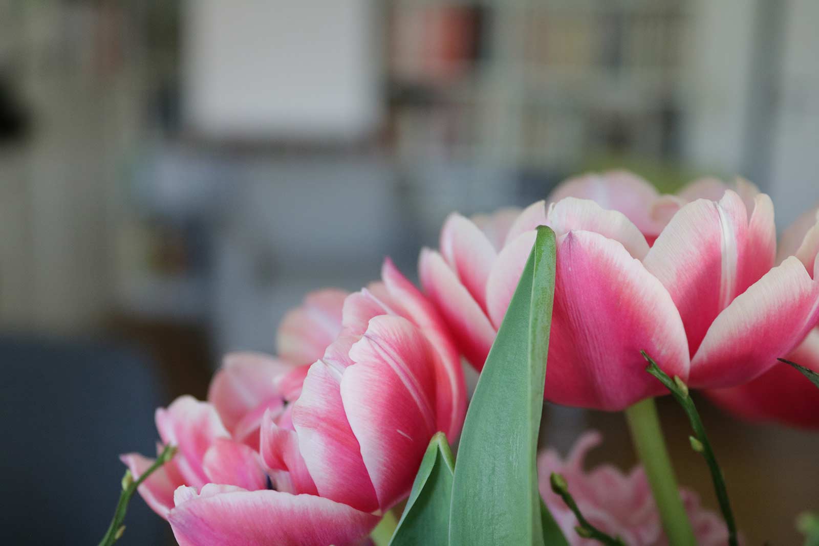 Blumen im Büro des KONZEPTGARTENS in Wiesbaden